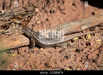 An eastern fence lizard (Sceloporus undulatus) sunbathing in the American Southwest desert. Stock Photo