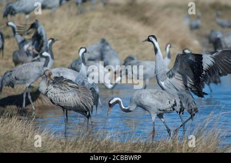 Common cranes Grus grus in a lagoon. Gallocanta Lagoon Natural Reserve. Aragon. Spain. Stock Photo