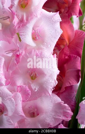 A bouquet of multicolored gladioli in a glass vase on a light background. Greeting card. Stock Photo