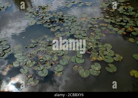 a close up view of the american white water lily Stock Photo