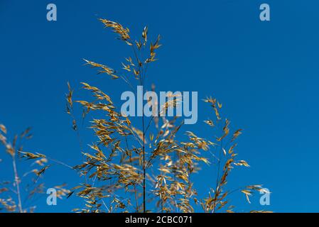 Golden oats (Stipa gigantea) against a blue sky Stock Photo