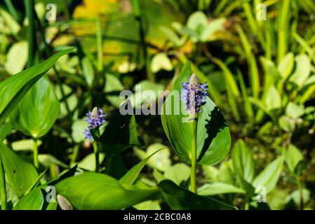 Pickerel weed (Pontederia cordata) Stock Photo