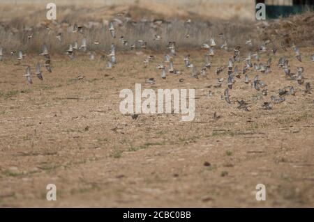 Common linnets Linaria cannabina mediterranea, rock sparrows Petronia petronia and Eurasian tree sparrows Passer montanus. Gallocanta. Aragon. Spain. Stock Photo