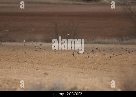 Common linnets, rock sparrows, Eurasian tree sparrows and European goldfinches in flight. Gallocanta Lagoon Natural Reserve. Aragon. Spain. Stock Photo