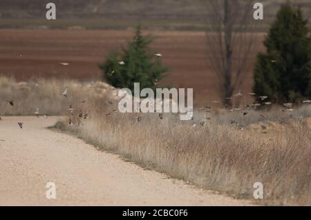 Common linnets, rock sparrows, Eurasian tree sparrows and European goldfinches in flight. Gallocanta Lagoon Natural Reserve. Aragon. Spain. Stock Photo