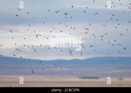 Common linnets Linaria cannabina mediterranea in flight. Gallocanta Lagoon Natural Reserve. Aragon. Spain. Stock Photo