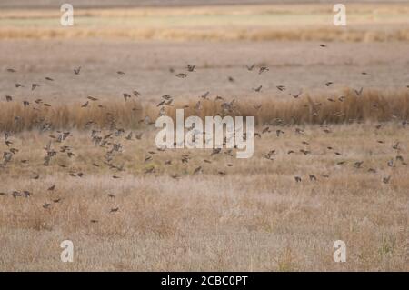 Common linnets Linaria cannabina mediterranea, Eurasian tree sparrows Passer montanus and rock sparrow Petronia petronia. Gallocanta. Aragon. Spain. Stock Photo