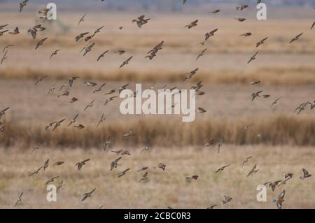 Common linnets Linaria cannabina mediterranea in flight. Gallocanta Lagoon Natural Reserve. Aragon. Spain. Stock Photo