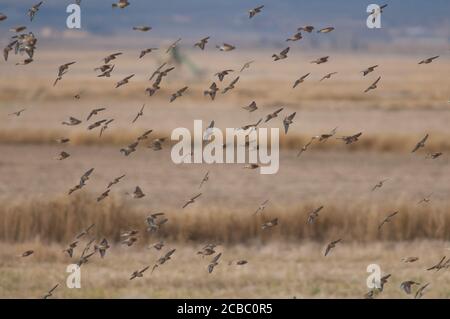 Common linnets Linaria cannabina mediterranea in flight. Gallocanta Lagoon Natural Reserve. Aragon. Spain. Stock Photo