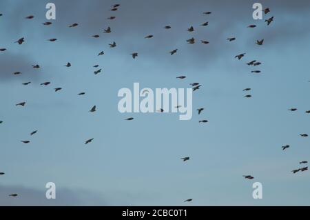 Common linnets Linaria cannabina mediterranea in flight. Gallocanta Lagoon Natural Reserve. Aragon. Spain. Stock Photo