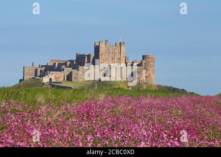Field of Red Campion, Silene dioica, in front of Bamburgh Castle, Bamburgh, Northumberland, UK. Stock Photo