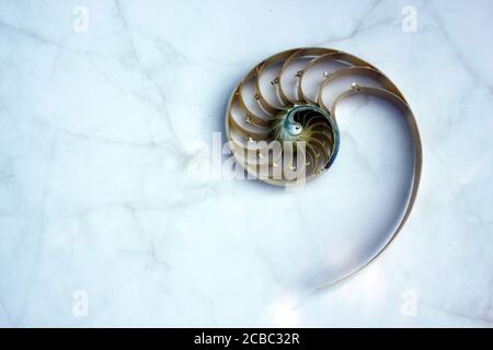 shell nautilus Fibonacci section spiral pearl symmetry half cross golden ratio shell structure close up mother pearl ( pompilius nautilus shell ) Stock Photo