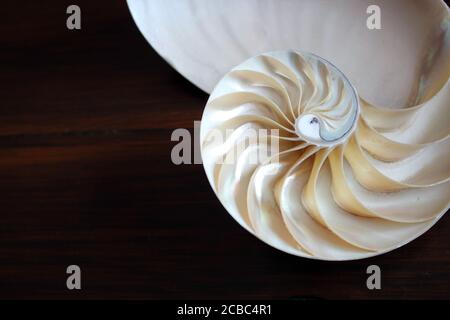 shell nautilus Fibonacci section spiral pearl symmetry half cross golden ratio shell structure close up mother pearl ( pompilius nautilus shell ) Stock Photo