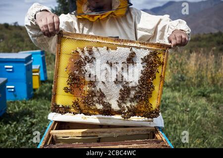 Beekeeper in protect costume is holding a hive frame at the apiary in the mountains Stock Photo