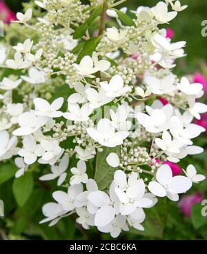 White flowers of hydrangea paniculata Stock Photo