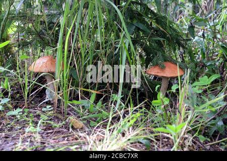 Two big boletus edulis mushrooms in the forest grass near small fur tree in the summer frontal horizontal view close up Stock Photo