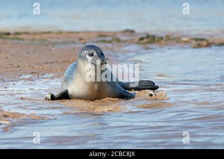 Playful Harbour Seal (Phoca vitulina) on the Norfolk coast Stock Photo