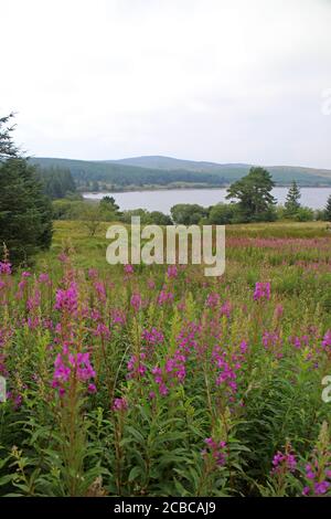 Creeping Bellflower on banks of Llyn Alwen reservoir Wales Stock Photo