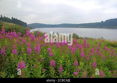 Creeping Bellflower on banks of Llyn Alwen reservoir Wales Stock Photo