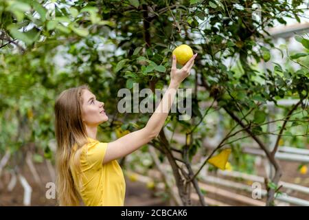 positive girl picking lemons from the garden. close up photo. copy space Stock Photo