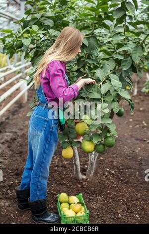 back view photo. young female gardener looking from lemons in the gardern Stock Photo