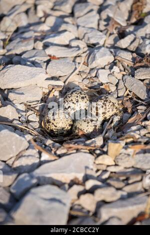 Four Killdeer eggs well camouflaged on gravel Stock Photo