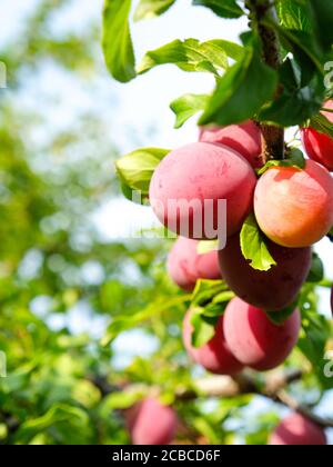Ripe red plums on a branch in the garden Stock Photo