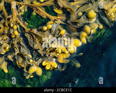 Spiral Wrack seaweed, Fucus spiralis seaweed, Scotland, UK Stock Photo