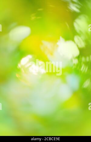 Blurry nature wallpaper. Forest bokeh background. Green defocused backdrop  for your design Stock Photo - Alamy