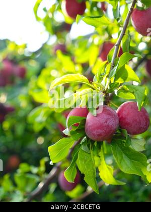 Ripe red plums on a branch in the garden Stock Photo