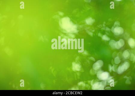 Ecology nature concept. Light green nature bokeh. Bokeh in green natural tree leaves background. Stock Photo