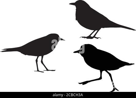 Cute little birds. Vector images. White background. Stock Vector