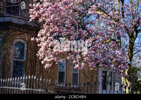 Blooming magnolia tree in Cabbagetown. Stock Photo