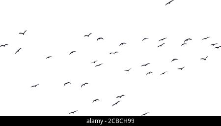 Flying birds. Flock of birds. Vector image. White background. Stock Vector