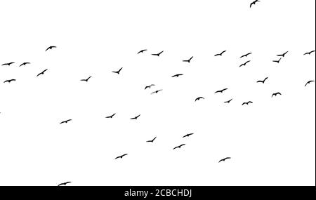 Flying birds. Flock of birds. Vector image. White background. Stock Vector