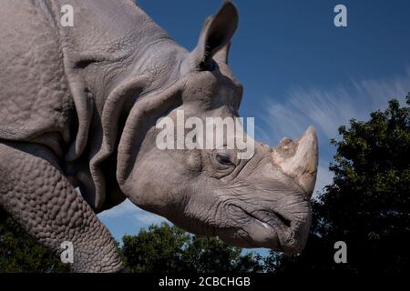 Side view close up of Indian rhinoceros (Rhinoceros unicornis) also known as greater one-horned rhinoceros, isolated outdoors at UK wildlife park. Stock Photo