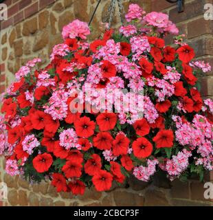 Hanging basket, red and pink combination, petunias 2 Stock Photo
