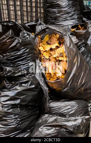 Close up of bunch of maple leaves in black bin bags. Seasonal work on cleaning the park from fallen leaves Stock Photo