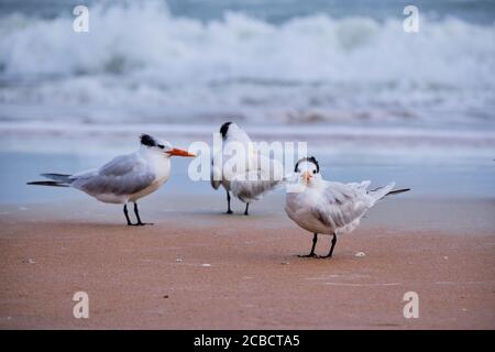 Looking at you looking at me.  One of three Royal Terns looks directly at camera while another provides a profile view.  Ormond Beach, Florida, USA Stock Photo