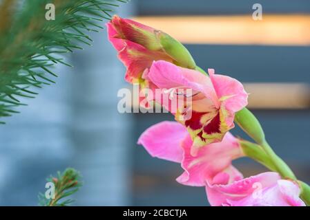 Closeup of purple gladiolus flower in the garden Stock Photo