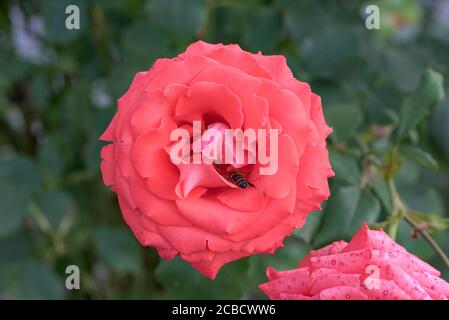 Top view of bee in red rose flower Stock Photo