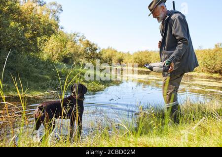 Senior hunter hunt on ducks in autumn, in lake. Dog help him to hunt, man holding duck in hands, dog look at duck Stock Photo