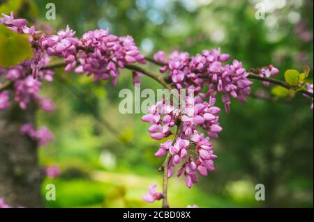 Purple Flowers Blossoms on a Tree Medium Closeup Stock Photo
