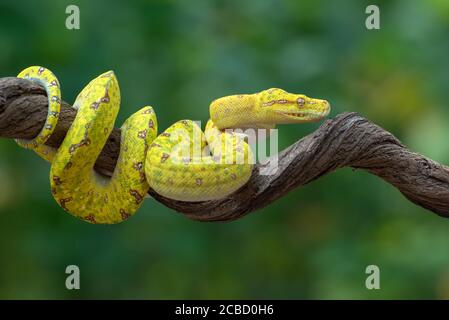 green tree phyton on tree branch Stock Photo