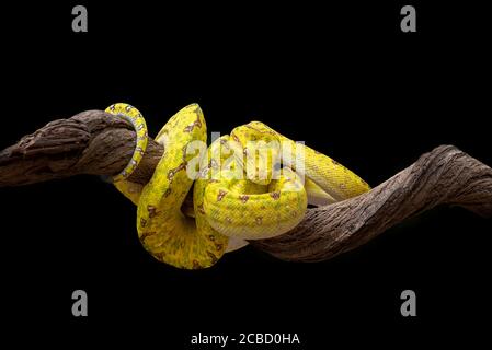 green tree phyton on tree branch Stock Photo