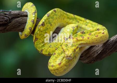 green tree phyton on tree branch Stock Photo