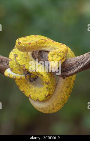 green tree phyton on tree branch Stock Photo