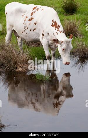 Ayrshire cattle are a breed of dairy cattle from Ayrshire in southwest Scotland.Typically have red and white markings, shade of orange to a dark brow Stock Photo