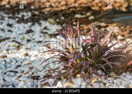 plant cabbage palm red star cordyline australis on gravel garden outdoors Stock Photo