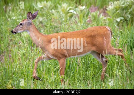 A full bodied closeup of a White-tailed Deer with a tan colored coat walking through a meadow of lush green grasses late in the Spring. Stock Photo